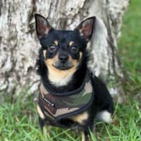 Photo of Bean