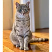 Photo of 10777   Shelby