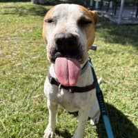 Photo of Boof