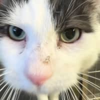 Photo of Captain Sushi