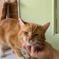 Photo of Biscoff