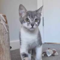 Photo of Dusty