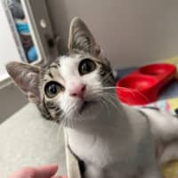 Photo of Curly Wurly