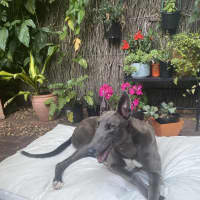 Photo of Meeka, The Loveable Young Rescue Greyhound