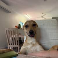 Photo of Archie
