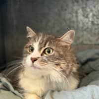 Photo of Penelope Fluffington