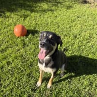 Photo of Rosy