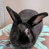 Photo of Chippy