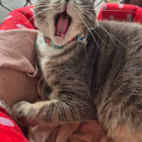 Photo of Minty