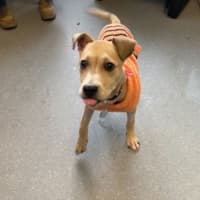 Photo of Pilot