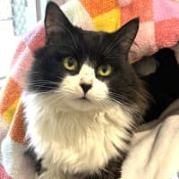 Photo of Zorro