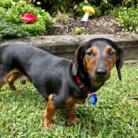 Photo of Hendrix   4 Year Old Dachshund 
