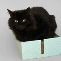 Photo of Midnight 