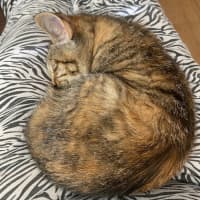 Photo of $300 Mushroom (Roo) 