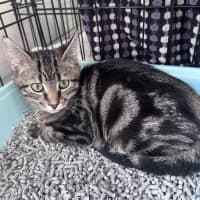 Photo of Meatball