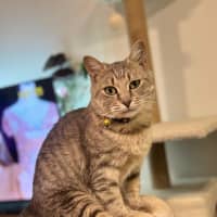 Photo of Nyitti