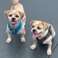 Photo of Chewy And Warf 🐶😎