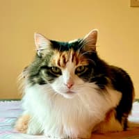 Photo of Prissy