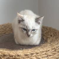 Photo of Alaska Meet Me@Petstock Mornington Nepean Hwy