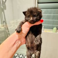 Photo of Pumpernickle