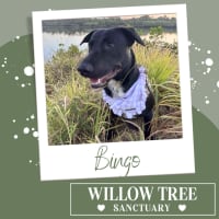 Photo of Bingo