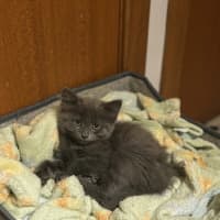 Photo of Misty