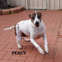 Photo of Percy
