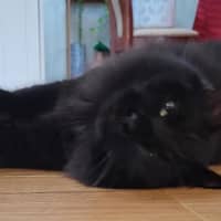 Photo of Pepper