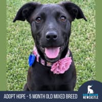 Photo of Hope   5 Month Old Mixed Breed