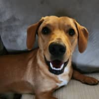 Photo of Dusty   20 Month Old Dachshund 