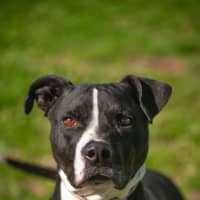 Photo of Cooper