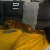 Photo of Bindi