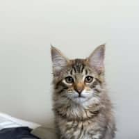 Photo of Jive