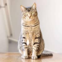 Photo of Liam & Lalo   In Foster Care In Ascot Vale