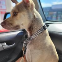 Photo of Mack   2 Year Old Chihuahua X Staffy