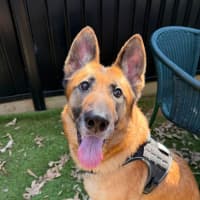 Photo of Pretzel