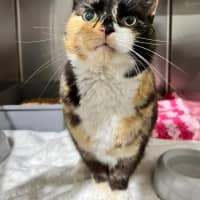 Photo of Tigger