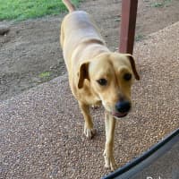 Photo of Ruby
