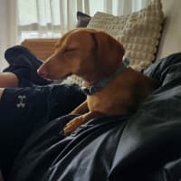 Photo of Oscar