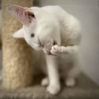Photo of Stella