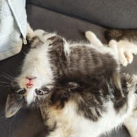 Photo of Cadbury