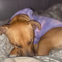 Photo of Rinleigh