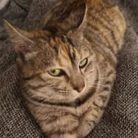 Photo of Novella