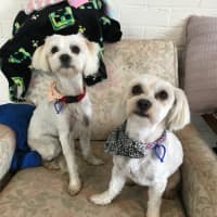 Photo of Pear & Coco   1.5 Year Old Maltese X Shih Tzu