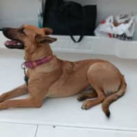 Photo of Nala