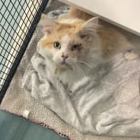 Photo of Mr Mistoffelees