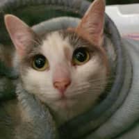 Photo of Marshmallow 