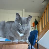 Photo of Simba Blue