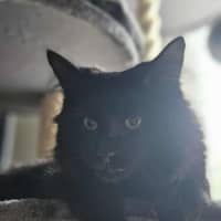 Photo of Onyx *9 Lives Project Rescue*