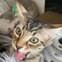 Photo of Stegosaurus